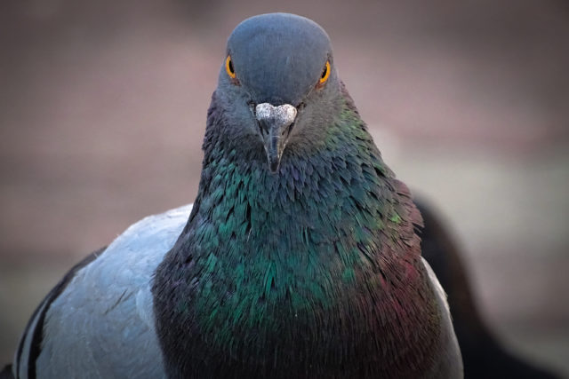 pigeons deal with uncertainty